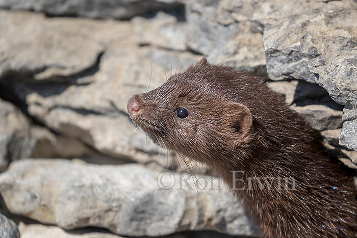 American Mink