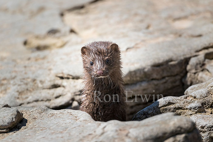 American Mink