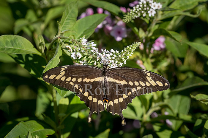 Giant Swallowtail