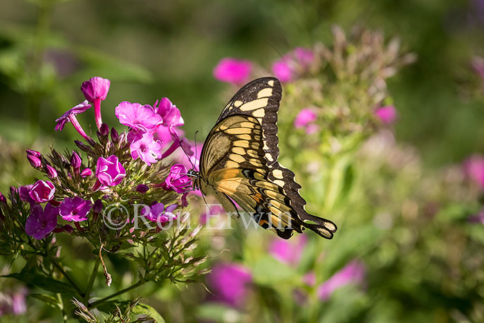 Giant Swallowtail