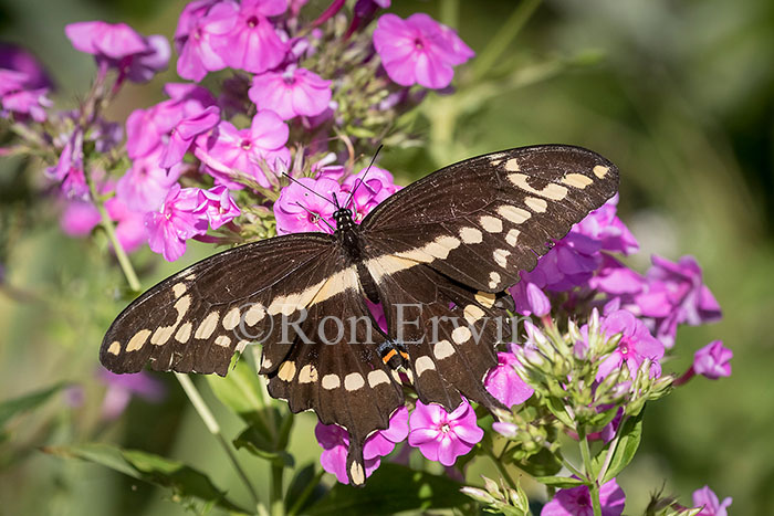 Giant Swallowtail
