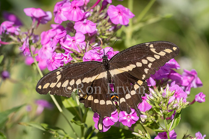 Giant Swallowtail