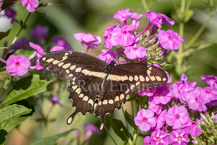 Giant Swallowtail