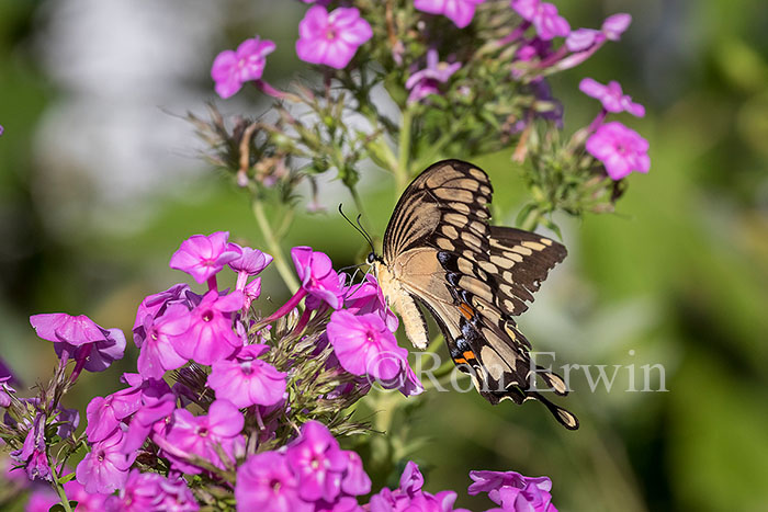 Giant Swallowtail