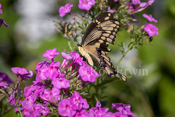 Giant Swallowtail