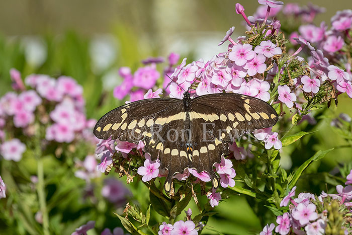 Giant Swallowtail