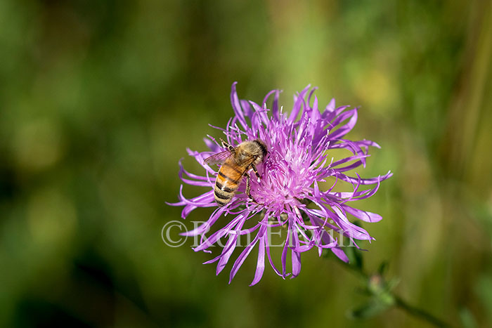 Honey Bee on Spotted Knapweed