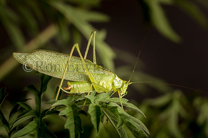 Male Northern Bush Katydid