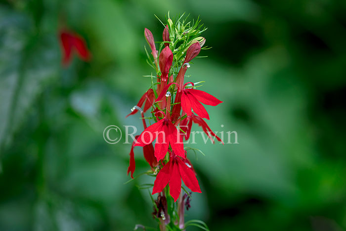 Cardinal Flower
