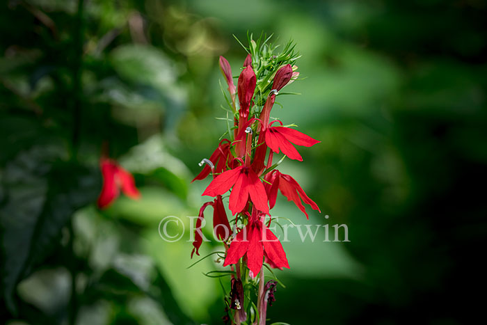Cardinal Flower
