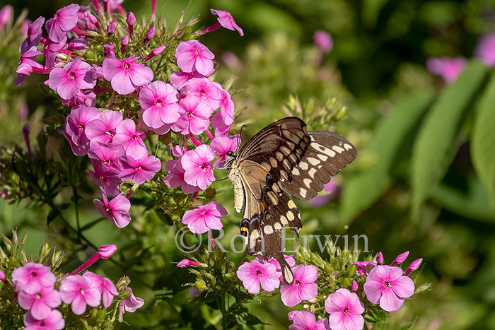 Giant Swallowtail