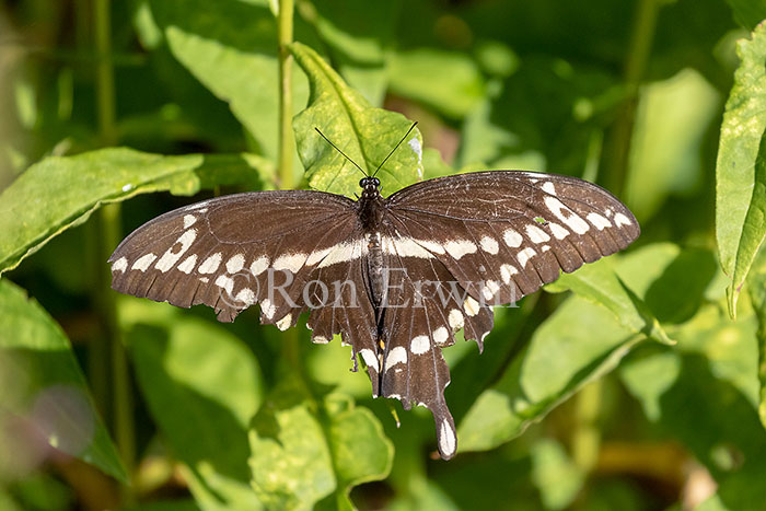 Giant Swallowtail