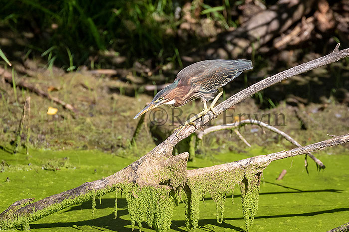 Green Heron