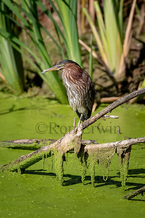 Green Heron