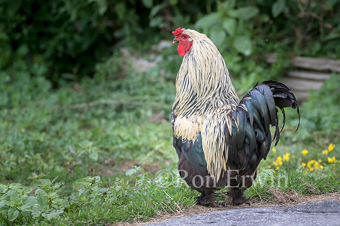 Rooster