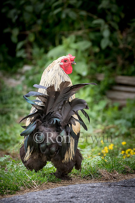 Rooster