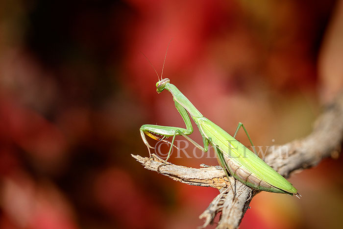 Praying Mantis