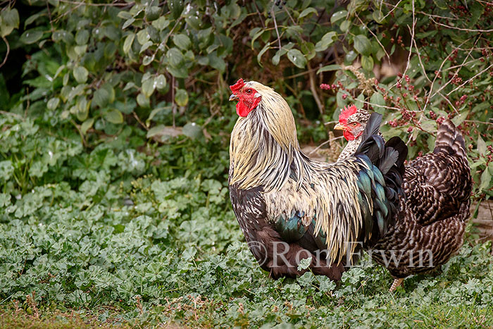 Hen and Rooster