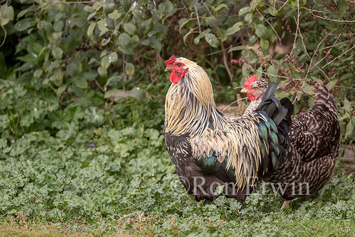 Hen and Rooster