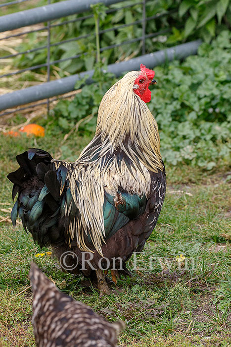 Rooster