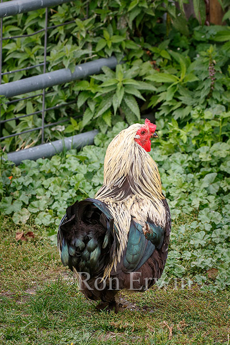 Rooster