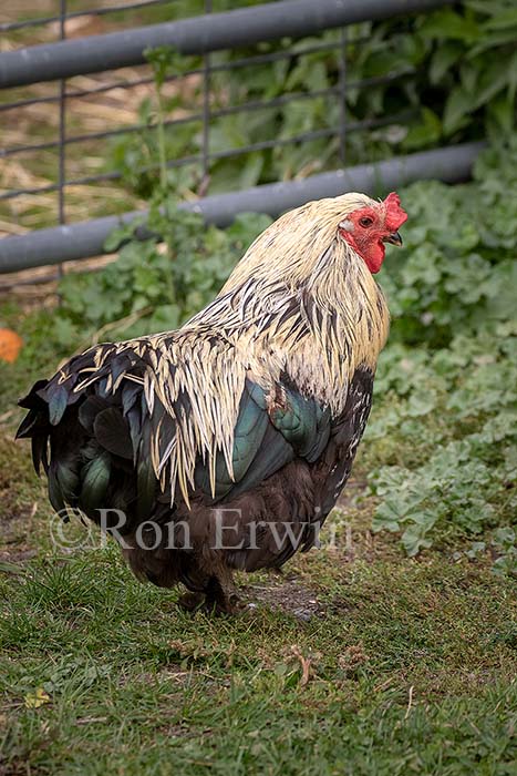 Rooster