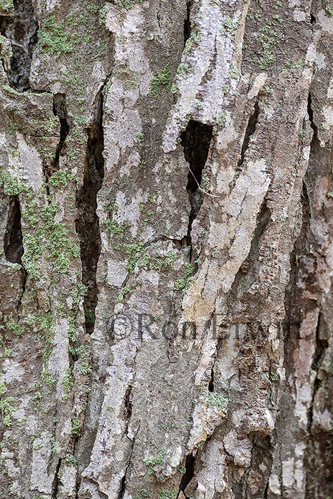 Shagbark Hickory