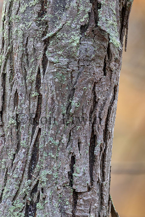 Shagbark Hickory