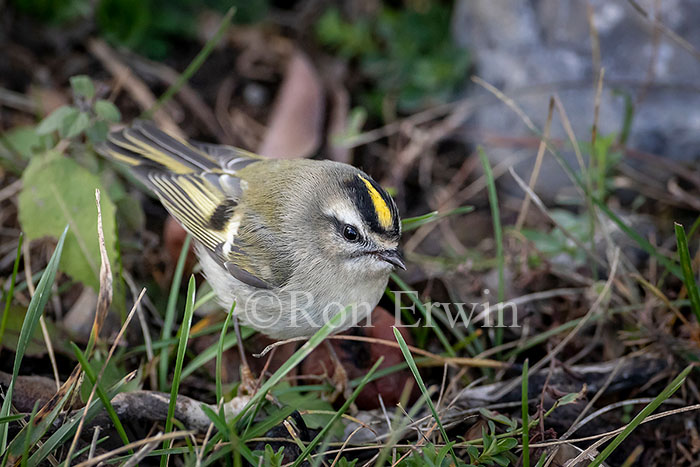 Golden-crowned Kinglet