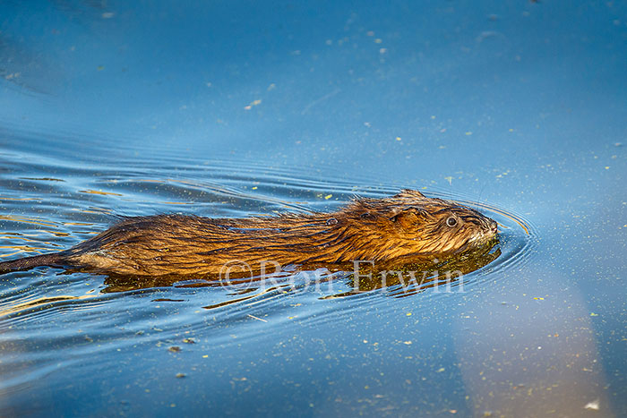 Muskrat