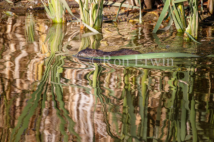Muskrat
