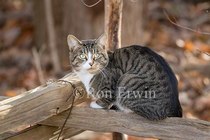Feral Cat
