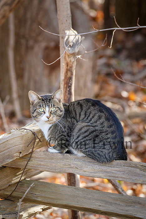 Feral Cat