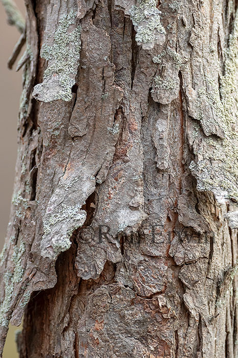 Shagbark Hickory Bark