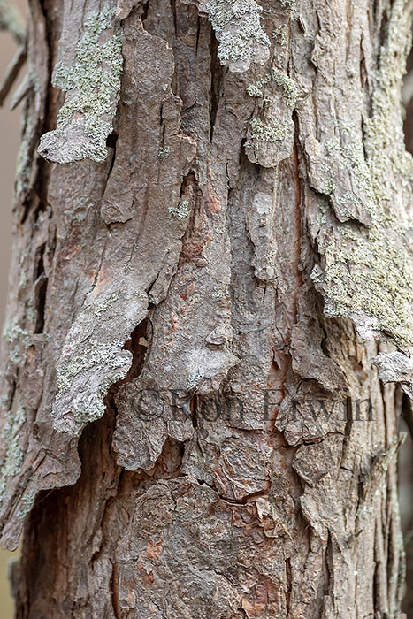 Shagbark Hickory Bark