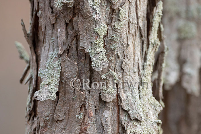 Shagbark Hickory Bark