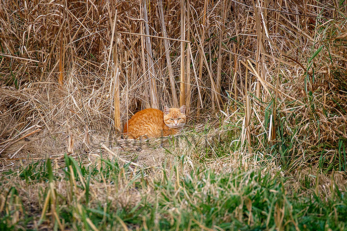 Feral Cat