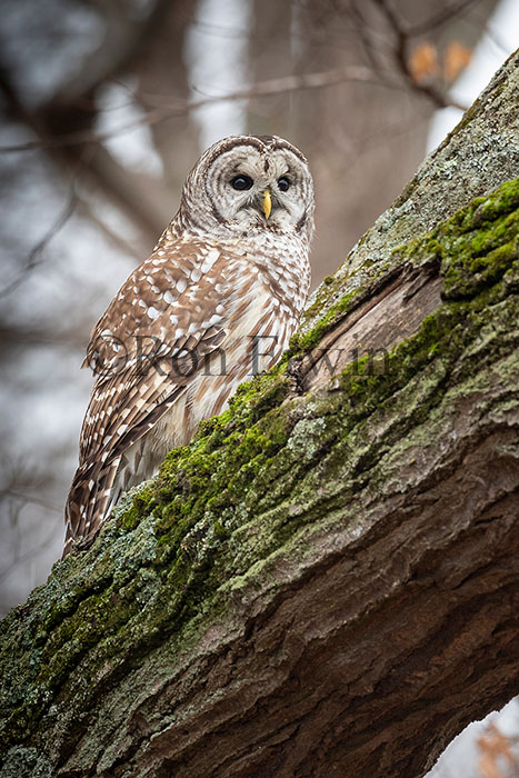 Barred Owl