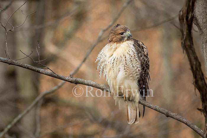 Red-tailed Hawk