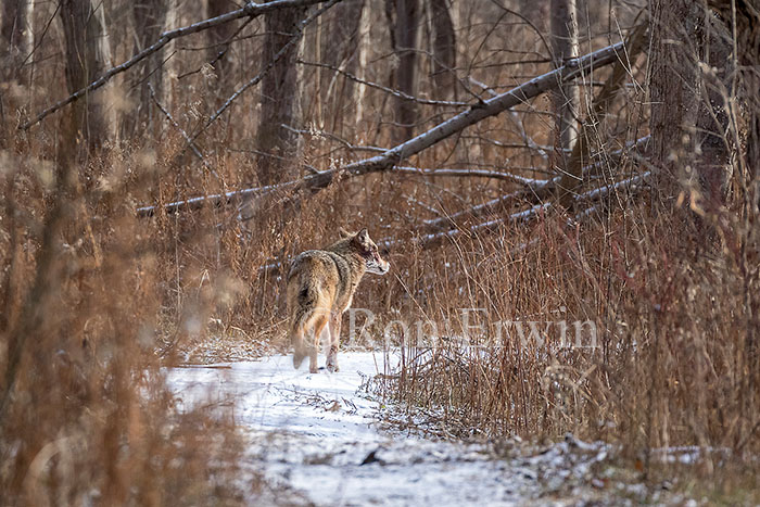 Eastern Coyote