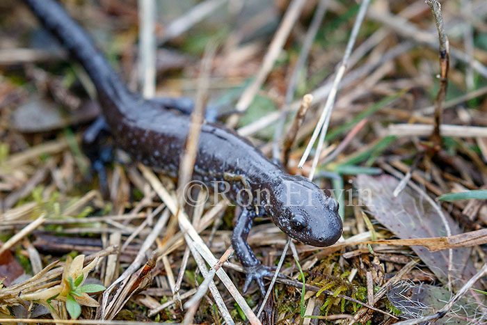 Blue-spotted Salamander