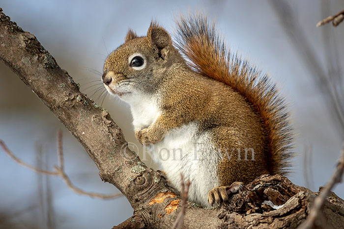 Red Squirrel