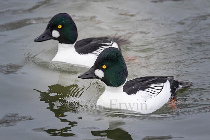 Male Common Goldeneyes