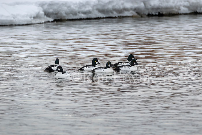 Male Common Goldeneyes
