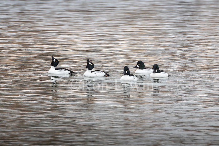 Male Common Goldeneyes
