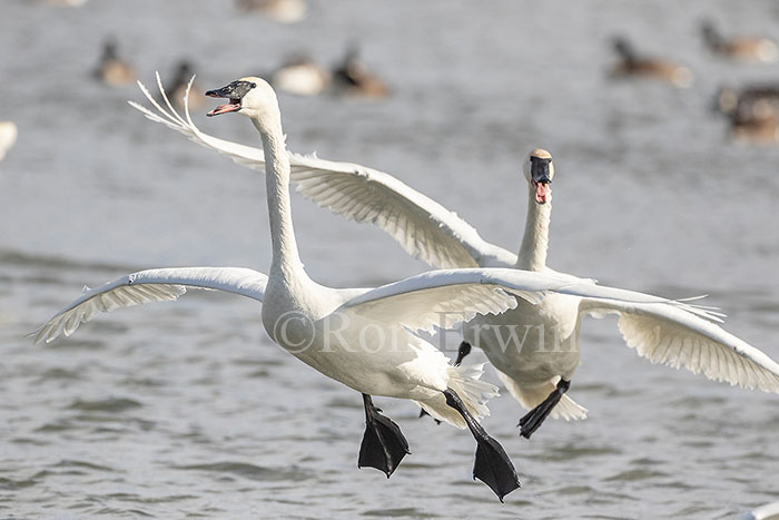 Trumpeter Swans