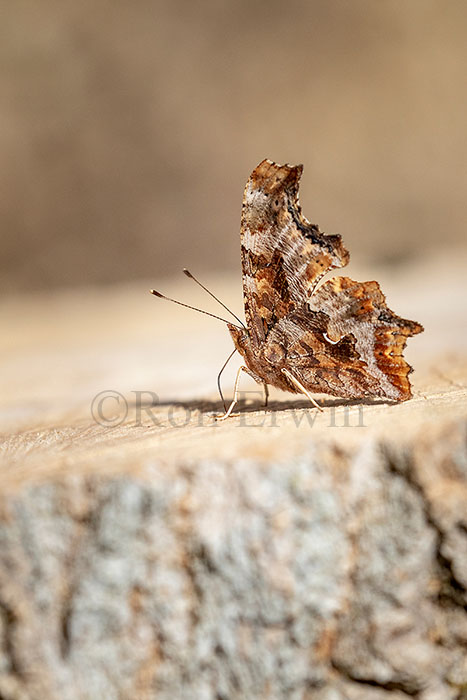 Eastern Comma