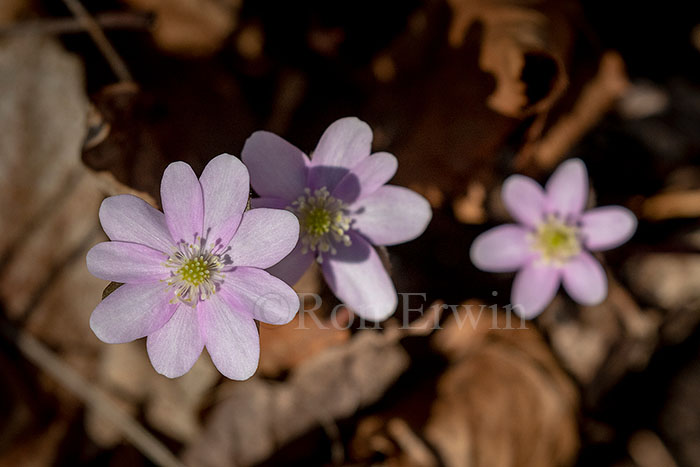 Pink/Sharp-lobed Hepatica