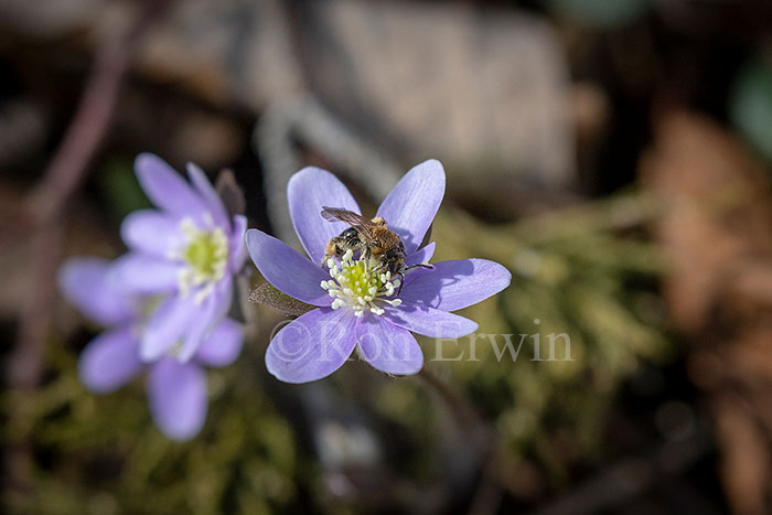 Wild Bee on Hepatica