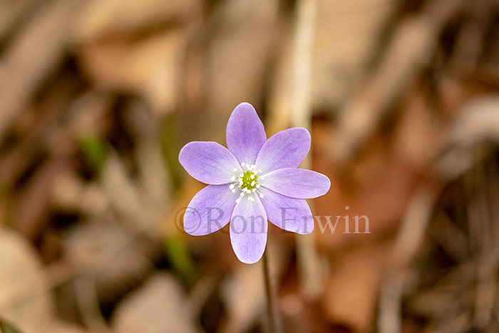 Pink/Sharp-lobed Hepatica